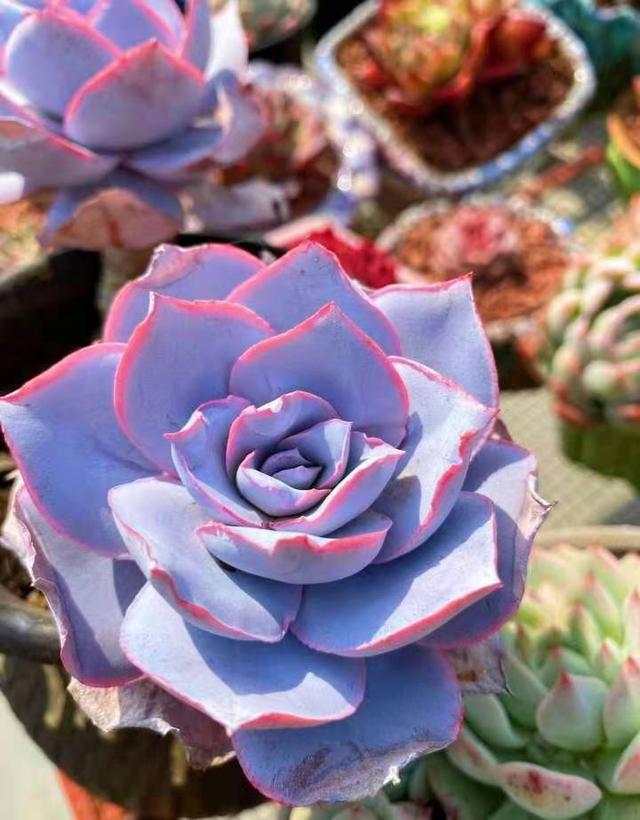 看看极致状态下的广寒宫,仙气十足|广寒宫|仙气|叶片_新浪新闻