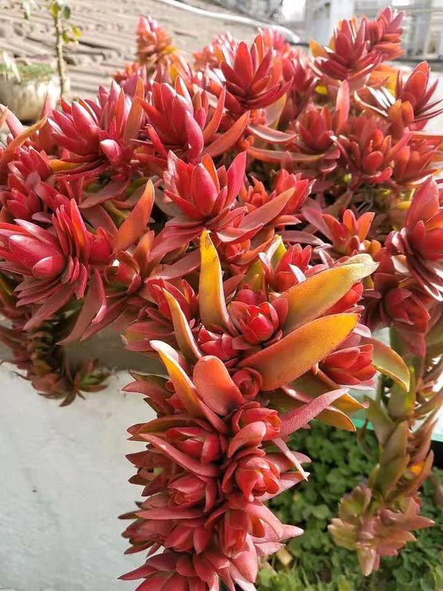 浙江网友养的"火祭",叶色红艳造型别致,绝对的极致状态|浙江|火祭|叶