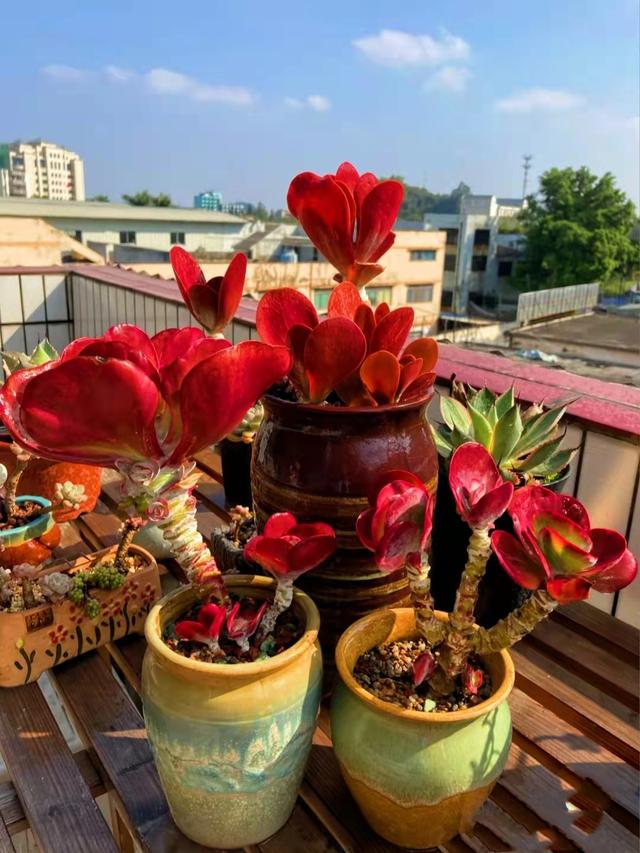 广东网友楼顶纯露养的唐印群纯正中国红养成这种规模好美