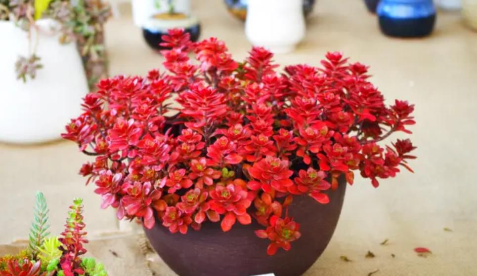 5种多肉真霸气,小圆盆养不好,种在大方盆里,新芽从盆边露出来休闲区蓝鸢梦想 - Www.slyday.coM 5种多肉真霸气,小圆盆养不好,种在大方盆里,新芽从盆边露出来休闲区蓝鸢梦想 - Www.slyday.coM