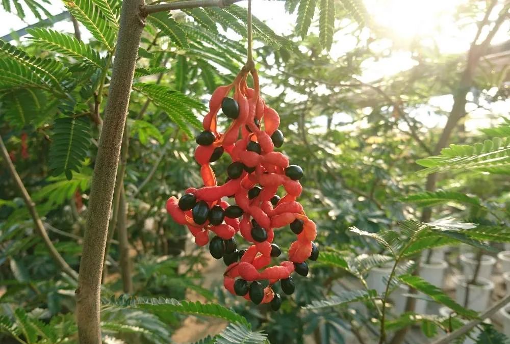 密叶猴耳环是属于豆科猴耳环的一种常绿型观叶植物,当然它