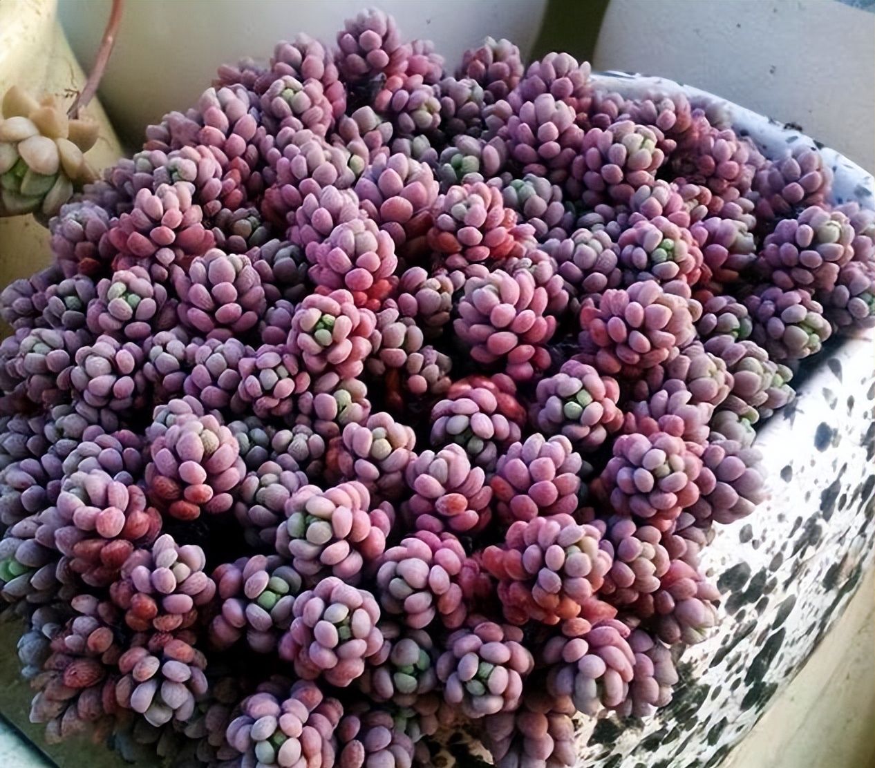 5种多肉真霸气,小圆盆养不好,种在大方盆里,新芽从盆边露出来休闲区蓝鸢梦想 - Www.slyday.coM 5种多肉真霸气,小圆盆养不好,种在大方盆里,新芽从盆边露出来休闲区蓝鸢梦想 - Www.slyday.coM