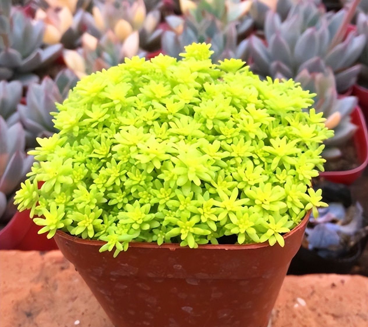 5种多肉真霸气,小圆盆养不好,种在大方盆里,新芽从盆边露出来休闲区蓝鸢梦想 - Www.slyday.coM 5种多肉真霸气,小圆盆养不好,种在大方盆里,新芽从盆边露出来休闲区蓝鸢梦想 - Www.slyday.coM