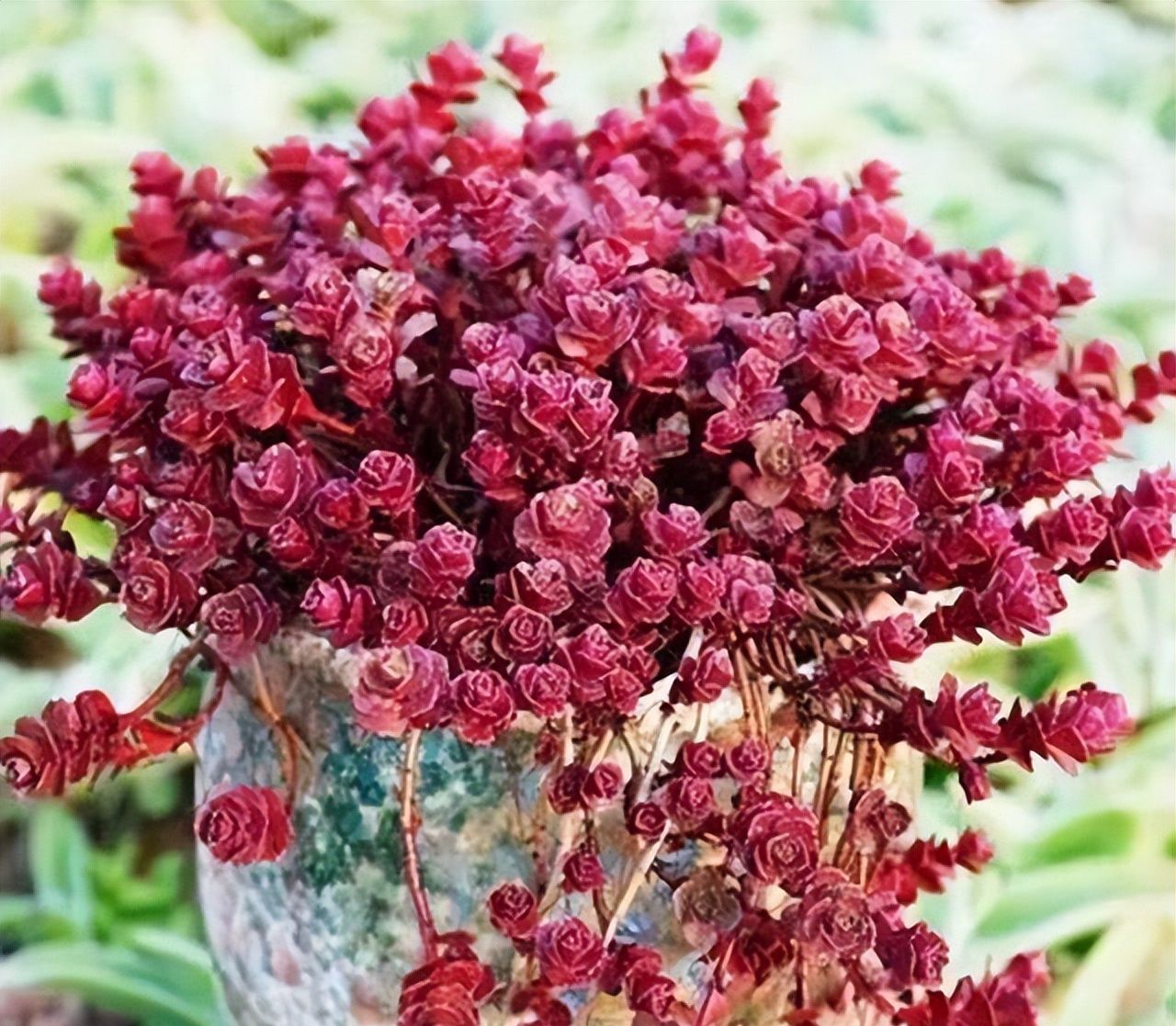 5种多肉真霸气,小圆盆养不好,种在大方盆里,新芽从盆边露出来休闲区蓝鸢梦想 - Www.slyday.coM 5种多肉真霸气,小圆盆养不好,种在大方盆里,新芽从盆边露出来休闲区蓝鸢梦想 - Www.slyday.coM