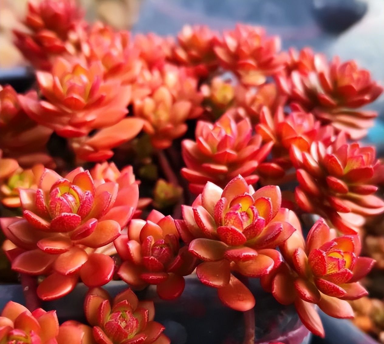 5种多肉真霸气,小圆盆养不好,种在大方盆里,新芽从盆边露出来休闲区蓝鸢梦想 - Www.slyday.coM 5种多肉真霸气,小圆盆养不好,种在大方盆里,新芽从盆边露出来休闲区蓝鸢梦想 - Www.slyday.coM