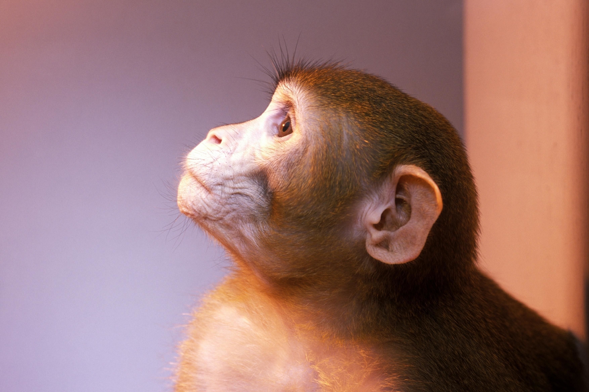 猴界王者绿猴子：艾滋病毒源头，70%带毒却不发病，还会说话！_动物