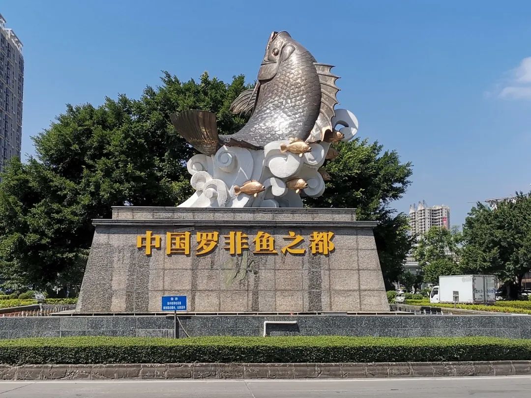 茂名市茂南区是茂名罗非鱼"金三角"产业基地的核心和广东省罗非鱼养殖