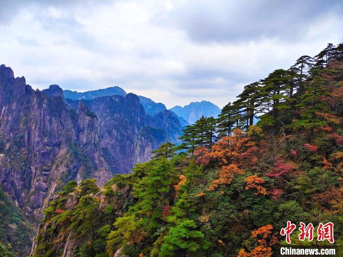 资料图：黄山风景区树木色彩分层，红黄相间。陈伟 摄