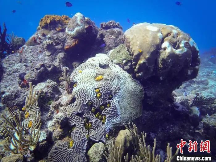 多个受石质珊瑚组织脱落病影响到珊瑚物种。图源：论文通讯作者