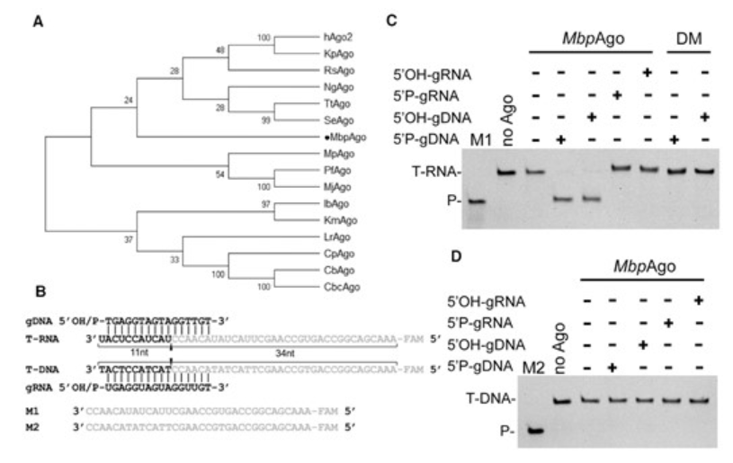 （来源：Nucleic Acids Research）