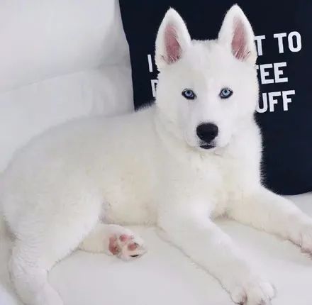 男子晒出纯白雪哈结果网友看后全惊到了简直就是神仙狗子