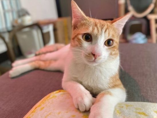 猫咪尾巴像排泄物?扫地机器人的识别有多离谱,智能得像个智障休闲区蓝鸢梦想 - Www.slyday.coM 猫咪尾巴像排泄物?扫地机器人的识别有多离谱,智能得像个智障休闲区蓝鸢梦想 - Www.slyday.coM