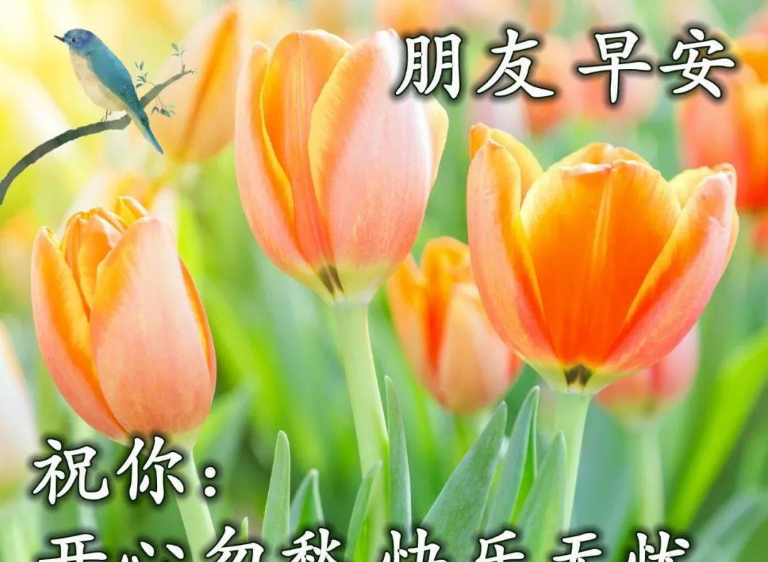 最贴心早安问候图片早安心语祝福问候语