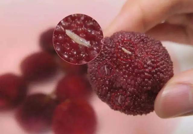 杨梅里的虫子到底能不能吃?专家:蛋白质很丰富!|果蝇|杨梅|虫子_新浪