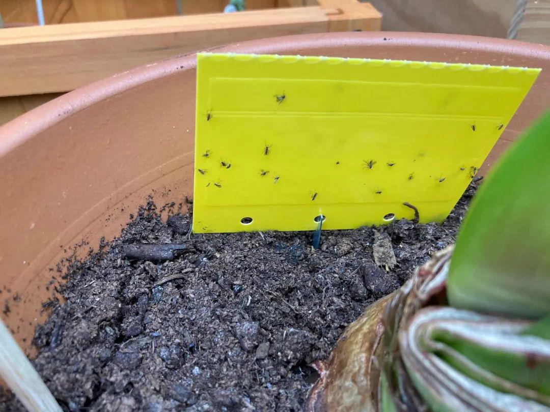 盆栽植物周围的小黑飞从哪来不喷药怎么彻底清除