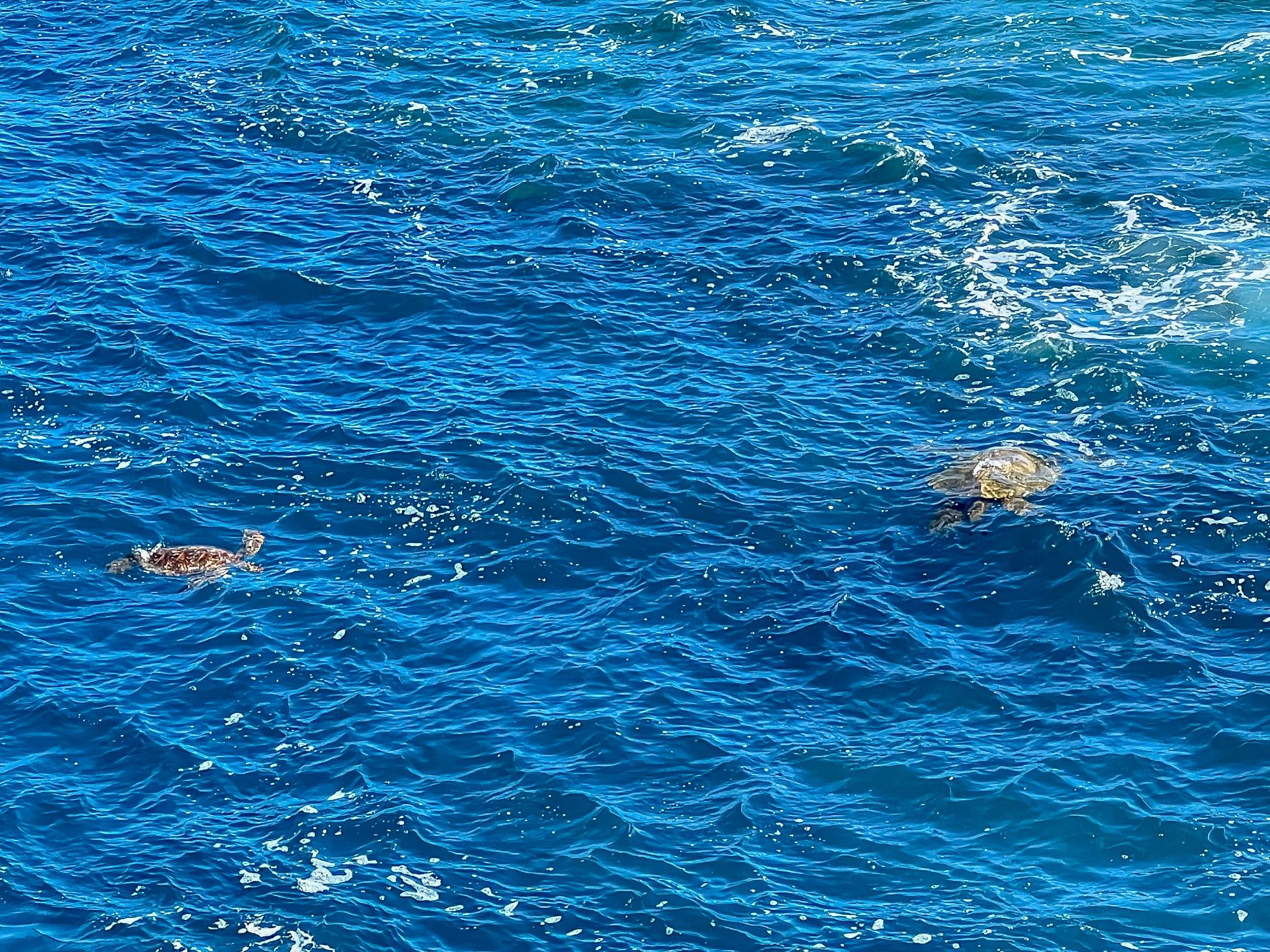 美国最受游客喜爱的海岛,可爱岛,风光绝美堪称"度假伊甸园"