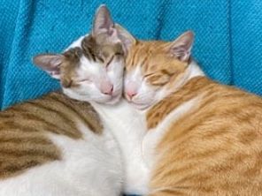 猫咪尾巴像排泄物?扫地机器人的识别有多离谱,智能得像个智障休闲区蓝鸢梦想 - Www.slyday.coM 猫咪尾巴像排泄物?扫地机器人的识别有多离谱,智能得像个智障休闲区蓝鸢梦想 - Www.slyday.coM