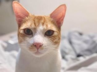 猫咪尾巴像排泄物?扫地机器人的识别有多离谱,智能得像个智障休闲区蓝鸢梦想 - Www.slyday.coM 猫咪尾巴像排泄物?扫地机器人的识别有多离谱,智能得像个智障休闲区蓝鸢梦想 - Www.slyday.coM