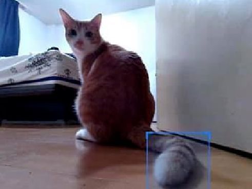 猫咪尾巴像排泄物?扫地机器人的识别有多离谱,智能得像个智障休闲区蓝鸢梦想 - Www.slyday.coM 猫咪尾巴像排泄物?扫地机器人的识别有多离谱,智能得像个智障休闲区蓝鸢梦想 - Www.slyday.coM