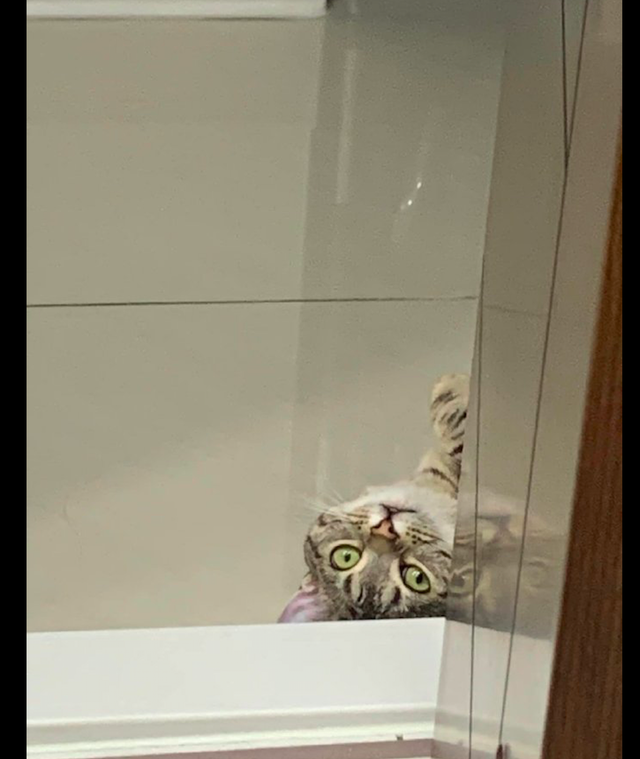 主人在上厕所的时候,猫咪躲在门拐角处暗中观察,感觉我要便秘了休闲区蓝鸢梦想 - Www.slyday.coM 主人在上厕所的时候,猫咪躲在门拐角处暗中观察,感觉我要便秘了休闲区蓝鸢梦想 - Www.slyday.coM