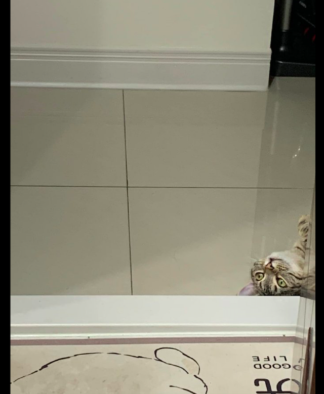 主人在上厕所的时候,猫咪躲在门拐角处暗中观察,感觉我要便秘了休闲区蓝鸢梦想 - Www.slyday.coM 主人在上厕所的时候,猫咪躲在门拐角处暗中观察,感觉我要便秘了休闲区蓝鸢梦想 - Www.slyday.coM