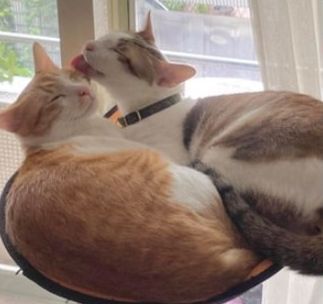 猫咪尾巴像排泄物?扫地机器人的识别有多离谱,智能得像个智障休闲区蓝鸢梦想 - Www.slyday.coM 猫咪尾巴像排泄物?扫地机器人的识别有多离谱,智能得像个智障休闲区蓝鸢梦想 - Www.slyday.coM