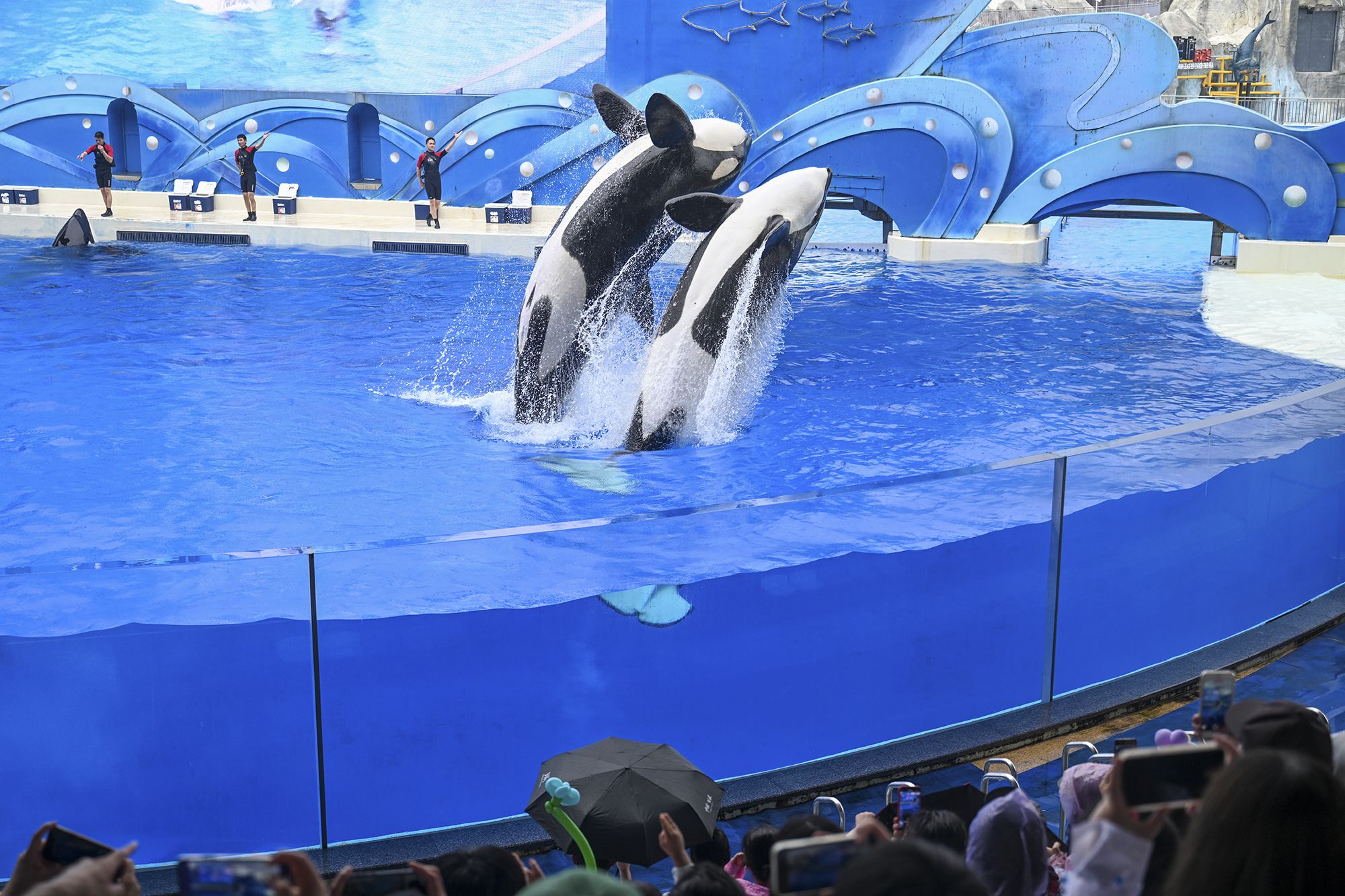 摄影记疫上海海昌海洋公园今日起全面恢复常态化运营