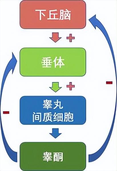男人到中年就不行了睾酮低的10大危害教你如何应对