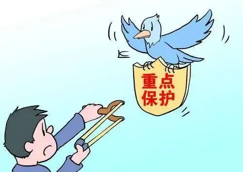 弹弓打鸟逮癞格宝乐山法官提醒这些都是违法的大事