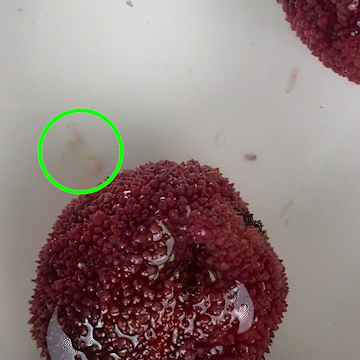 亲测一颗杨梅几条虫用盐水浸泡有用吗