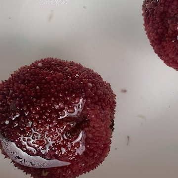 亲测一颗杨梅几条虫用盐水浸泡有用吗