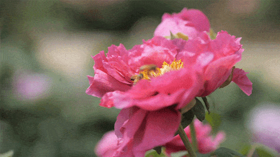 70万株月季花开,美了初夏的秦皇岛~|秦皇岛市_新浪财经_新浪网