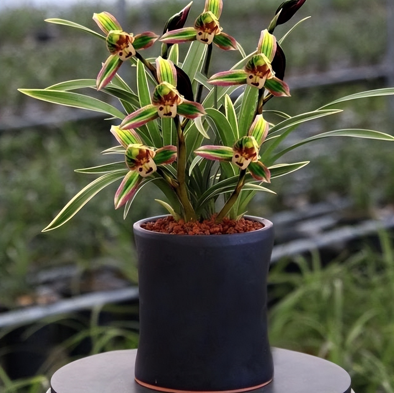 曾一苗难求的"帝王妃",花开双色,气质高雅贵气,极具帝王气息|帝王|兰