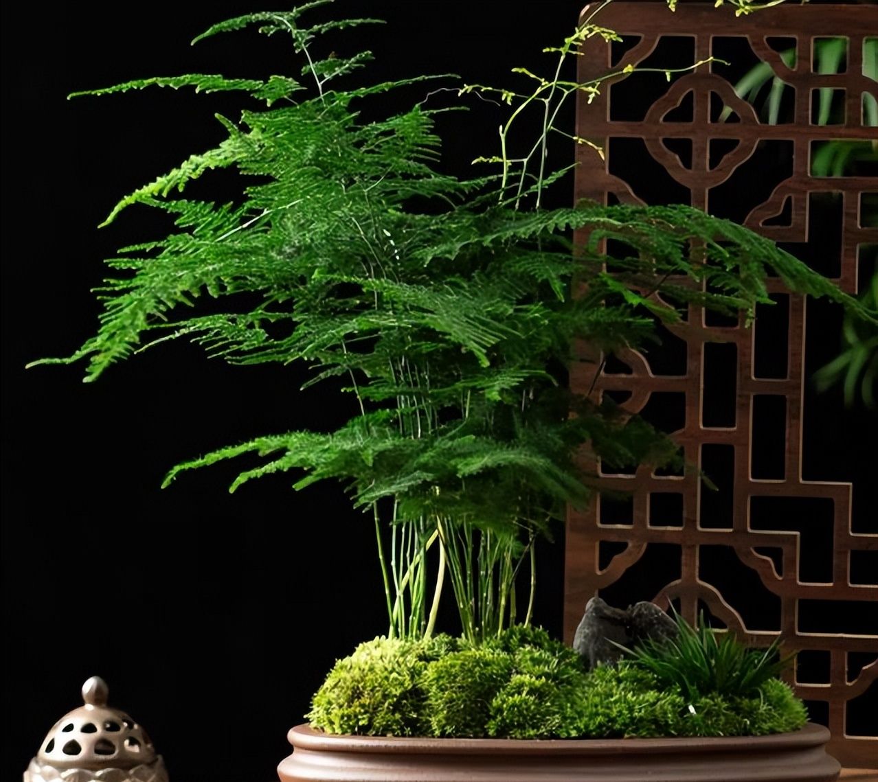 文竹有4喜及时满足枝繁叶茂空气更清新颜值更上一档次