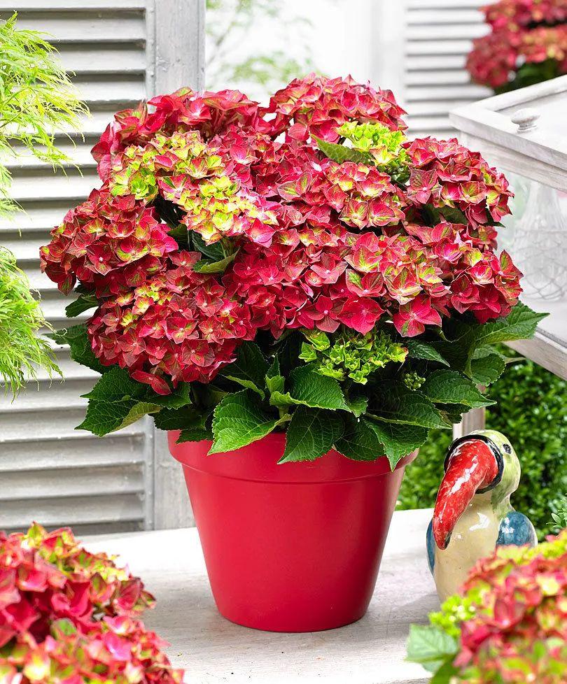 如果你买到的是白色花或大红色花的绣球品种,那它们的花朵是不能变色