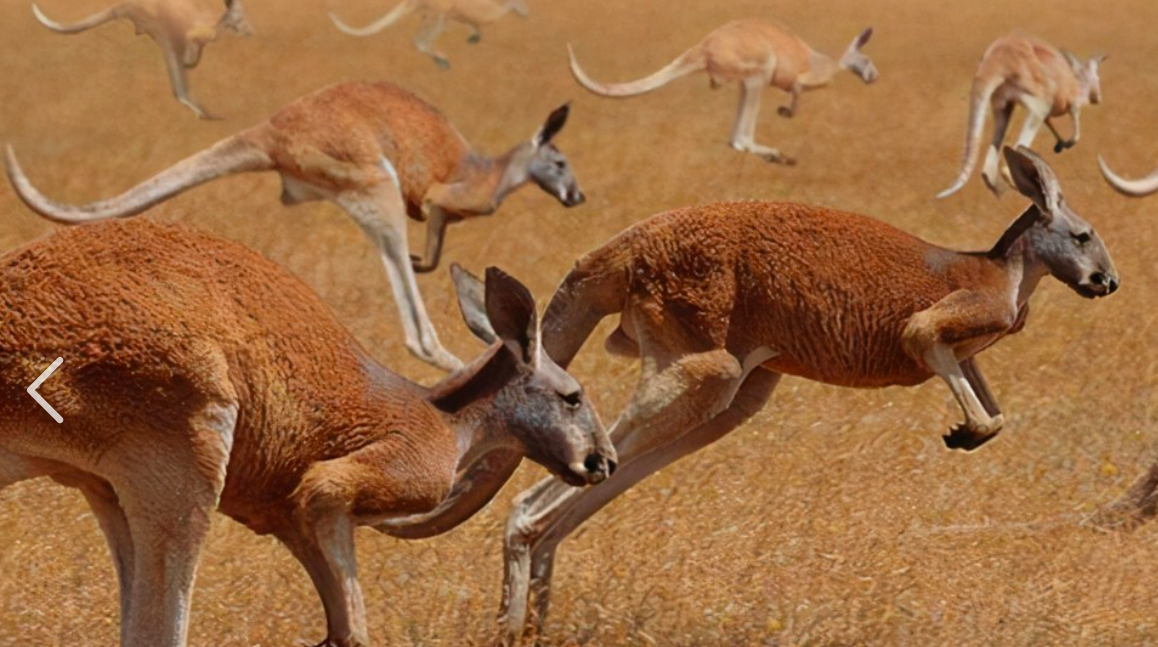 澳大利亚袋鼠有多强的攻击力拳皇泰森扛不住2米高袋鼠三拳