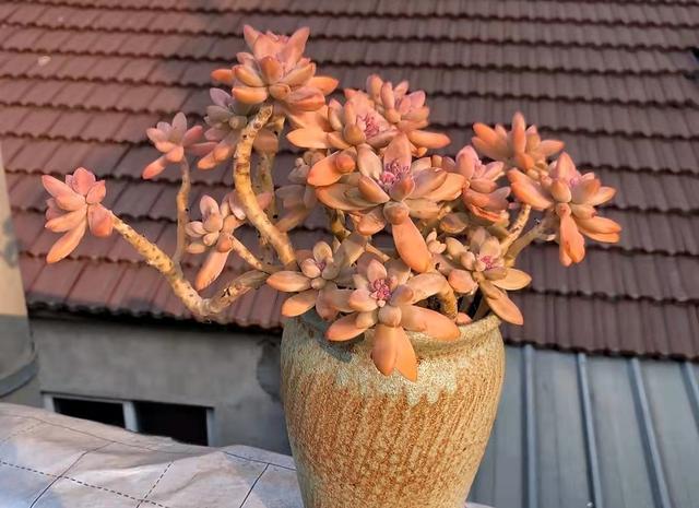 烂大街的多肉品种秋丽没想到好养又好看两年就成漂亮老桩