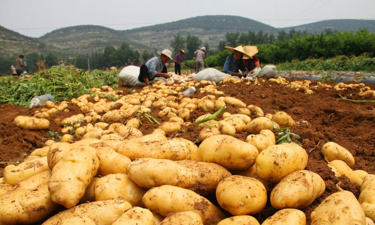 老农说种植马铃薯有"5怕",触碰一个就会减产,怕什么?