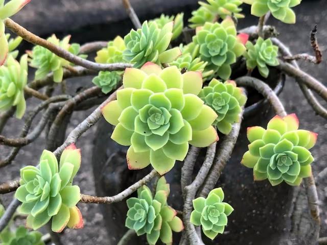 褪色了也超级好看的多肉"薄化妆",养成老桩妖娆多姿,太秀了__财经头条
