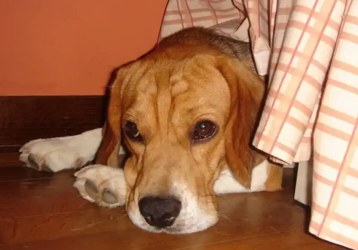 长期被主人“打”的狗狗,都有这几个表现休闲区蓝鸢梦想 - Www.slyday.coM 长期被主人“打”的狗狗,都有这几个表现休闲区蓝鸢梦想 - Www.slyday.coM