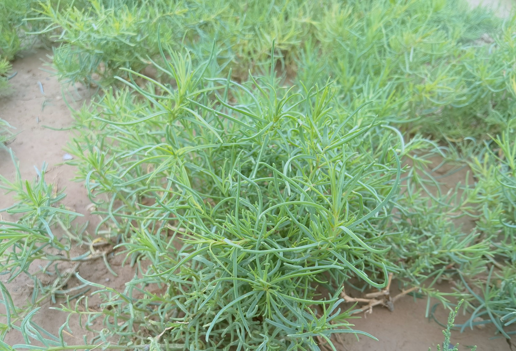 黄须菜与卤蓬的区别图片