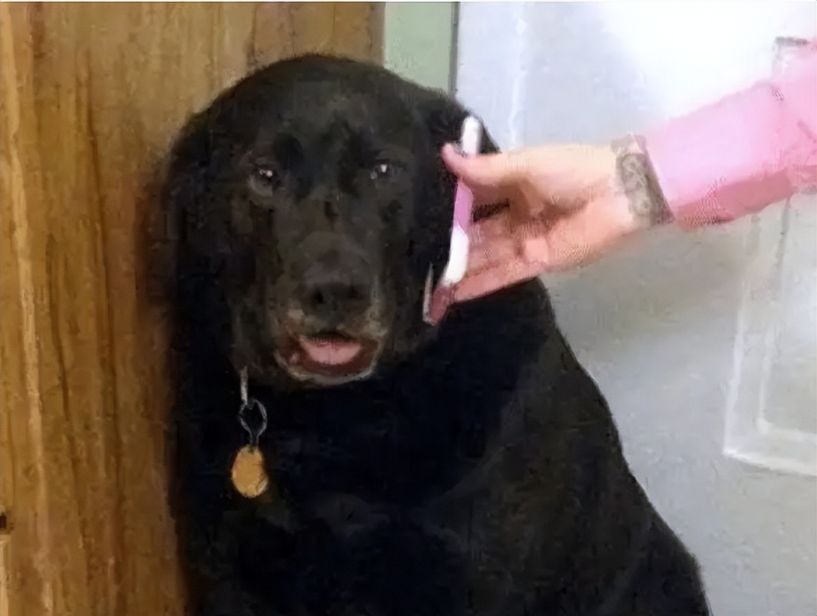 长期被主人“打”的狗狗,都有这几个表现休闲区蓝鸢梦想 - Www.slyday.coM 长期被主人“打”的狗狗,都有这几个表现休闲区蓝鸢梦想 - Www.slyday.coM