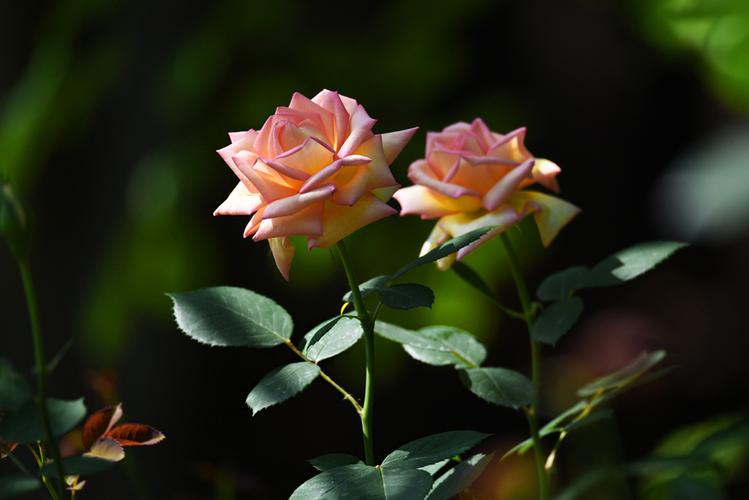 一个人品行如何，从吃饭时就能够看出来休闲区蓝鸢梦想 - Www.slyday.coM