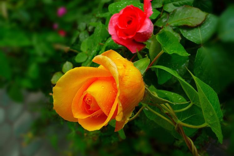 一个人品行如何，从吃饭时就能够看出来休闲区蓝鸢梦想 - Www.slyday.coM