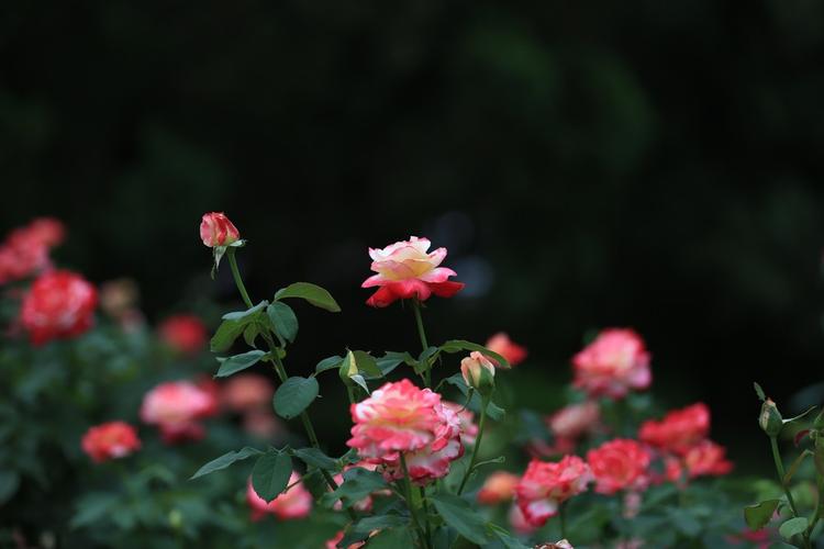 一个人品行如何，从吃饭时就能够看出来休闲区蓝鸢梦想 - Www.slyday.coM