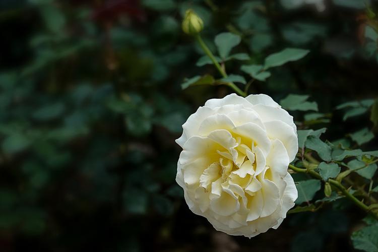 一个人品行如何，从吃饭时就能够看出来休闲区蓝鸢梦想 - Www.slyday.coM