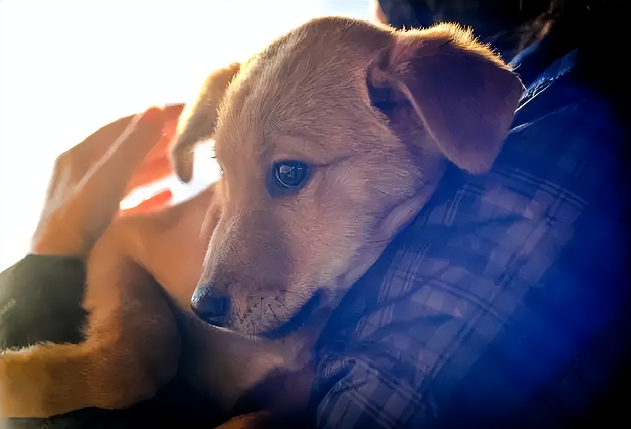 长期被主人“打”的狗狗,都有这几个表现休闲区蓝鸢梦想 - Www.slyday.coM 长期被主人“打”的狗狗,都有这几个表现休闲区蓝鸢梦想 - Www.slyday.coM