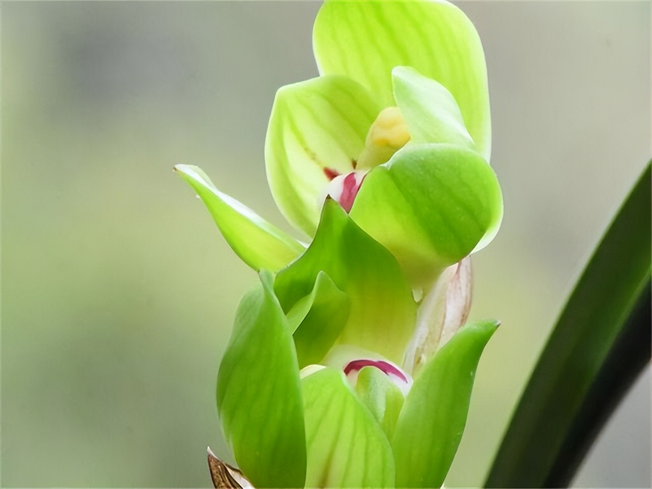 春兰皇后绿云曾经的顶级兰花如今少抽一包烟就能够养一株