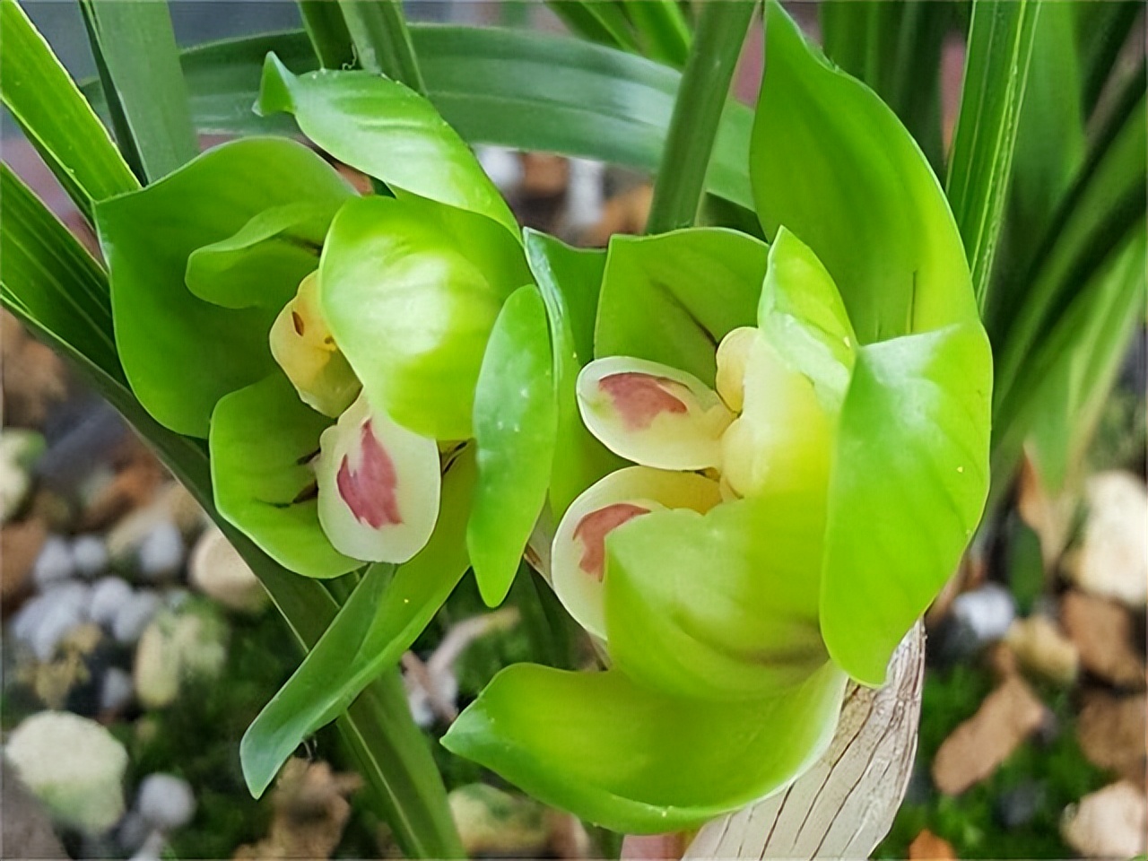 春兰皇后绿云曾经的顶级兰花如今少抽一包烟就能够养一株