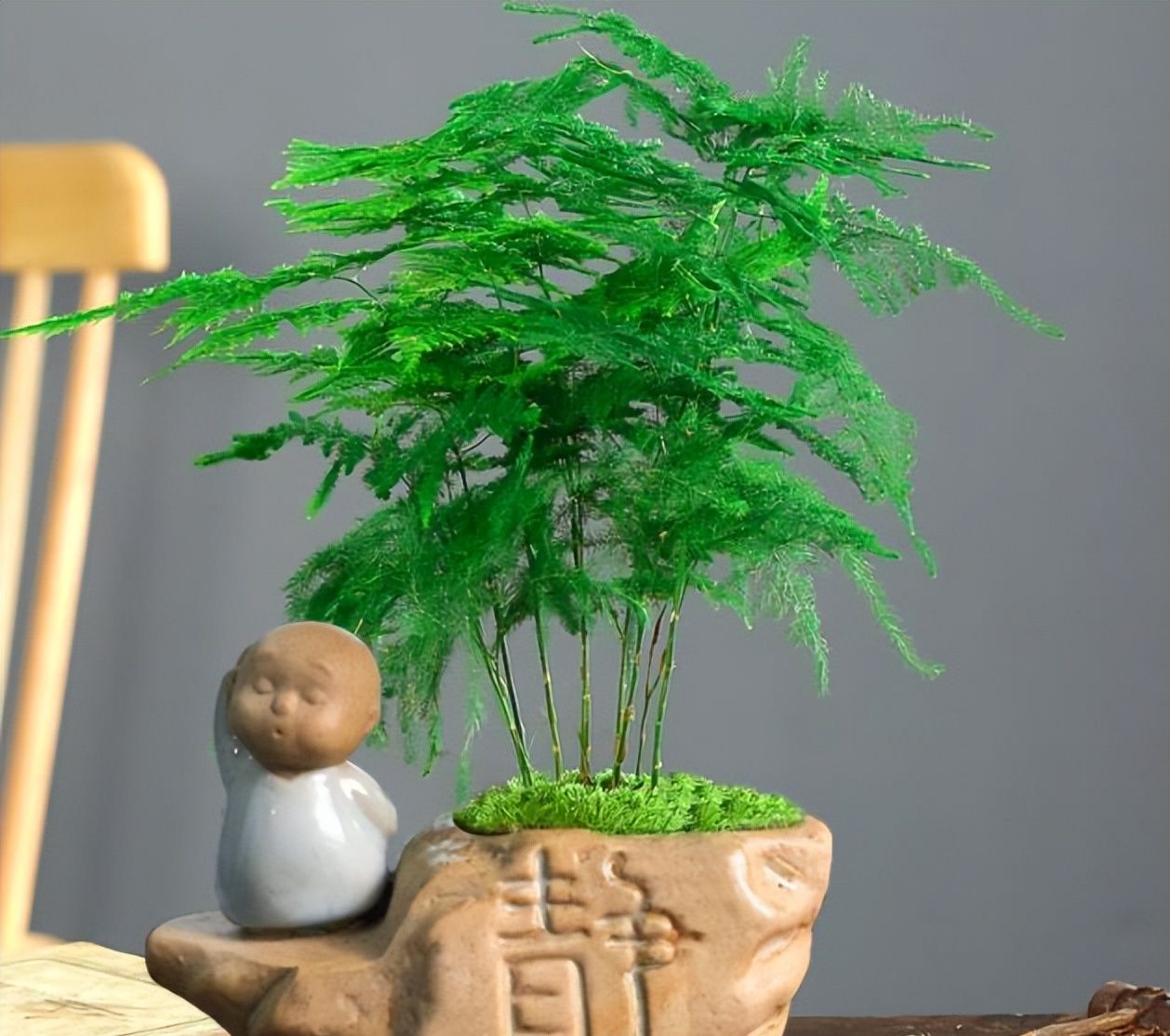 文竹有4喜及时满足枝繁叶茂空气更清新颜值更上一档次